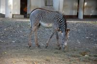Imagine atasata: Zoo Berlin 0603.JPG